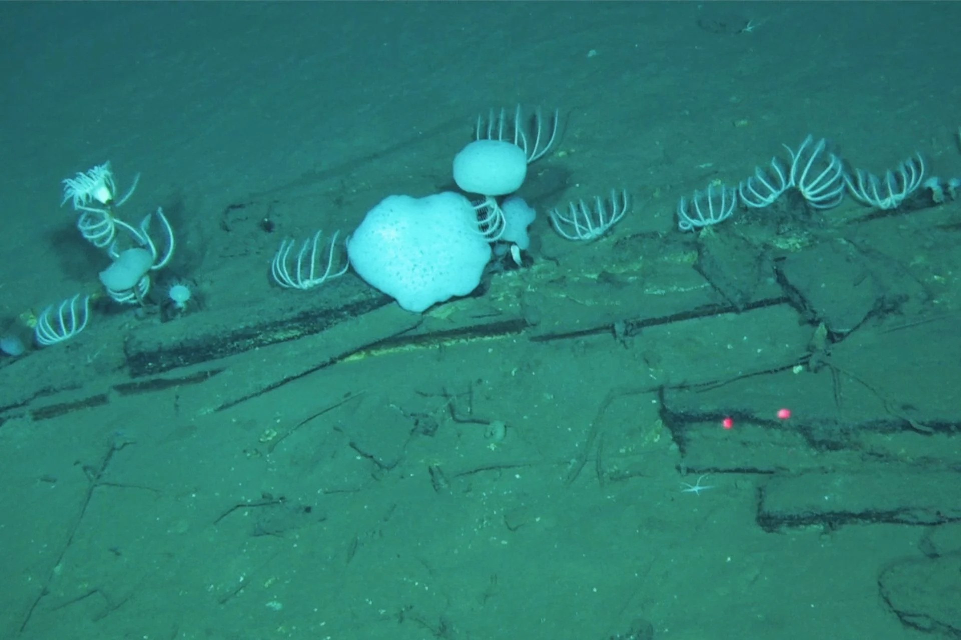 scientists discover deepest, oldest whale graveyard spanning 745 miles in indian ocean
